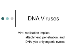 DNA virus Power Point