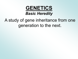 Basic Heredity