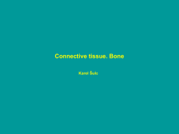 Connective tissue. Bone