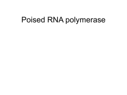 Poised RNA polymerase