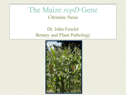 Christine Neou Botany and Plant Pathology