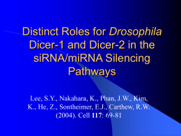 Distinct Roles for Drosophila Dicer-1 and Dicer