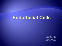 C: Endothelial cells incorporate DiI-Ac