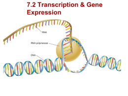 7.2 Transcription and gene expression (HL ONLY
