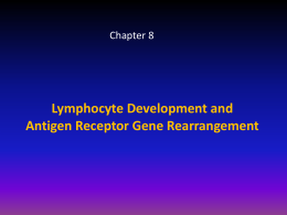 LYMPHOCYTE DEVELOPMENT and the REARRANGEMENT and