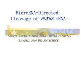 MicroRNA-Directed Cleavage of HOXB8 mRNA