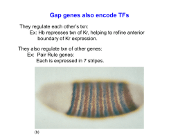 Pair rule genes also encode TFs