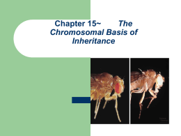 Chapter 15~ The Chromosomal Basis of Inheritance