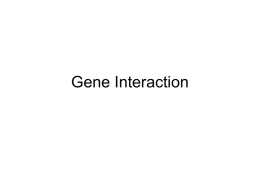 Gene Interaction Epistasis