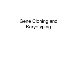 Gene Cloning and Karyotyping