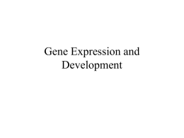 Gene Expression and Development