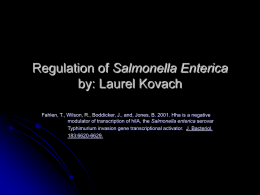 Regulation of Salmonella Enterica by: Laurel Kovach