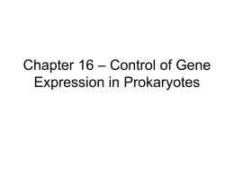 Chapter 16 – Control of Gene Expression in