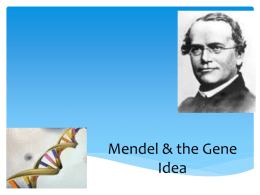 Mendel & Genes