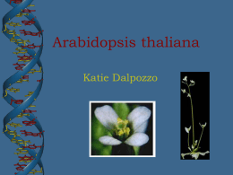 Katie-Arabidopsis
