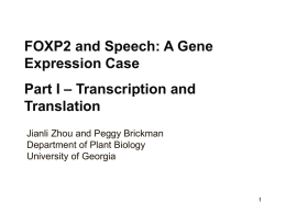 FOXP2 and Speech