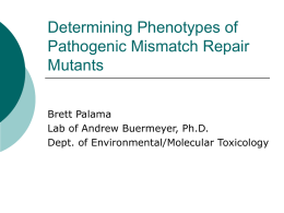 Phenotypes of Pathogenic Mismatch Repair Mutants