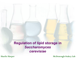 Regulation of Lipid Storage in Saccharomyces