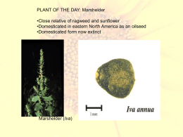 Domestication genes in plants