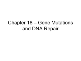 Chapter 18 – Gene Mutations and DNA Repair