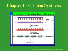 Chapter 10 Protein Synthesis