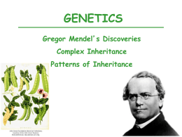 Mendelian Genetics 2014