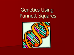 Punnett Squares - Pointbiolabs.com