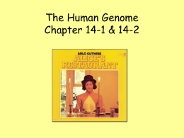 Ch. 14 The Human Genome and Genetic Disorders