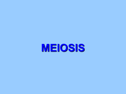 Meiosis II