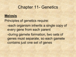 NB_ Meiosis & Genetics