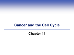 cancer cells