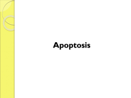 p53 and apoptosis
