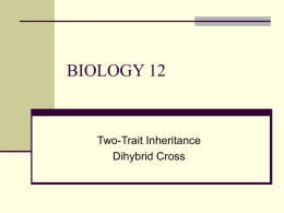 two-trait inheritance