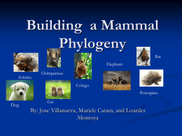 Building _a_Mammal_Phylogeny