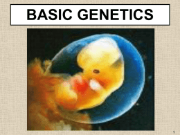 A genotype of Pp