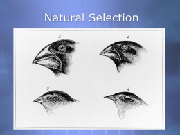 73718_Natural_Selection.ppt