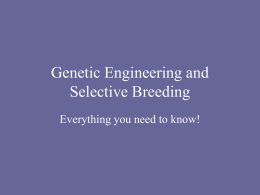 Comparing Selective Breeding and Genetic Engineering