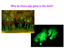 Why do these pigs glow in the dark? Genetic Engineering