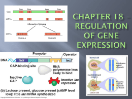 Chapter 18 PPT - Regulation of Gene Expression