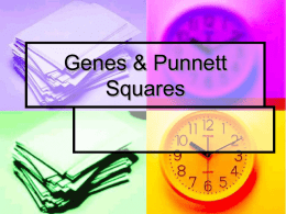 GenesPunnettSquare