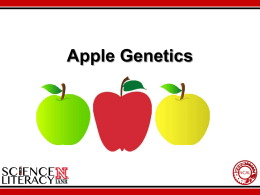 Apple Genetics PowerPoint