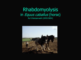 Rhabdomyolysis in horses