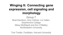 Connecting gene expression, cell signaling and morphology