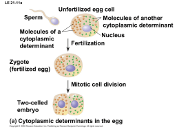 fertilized egg