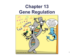 Chapter 13 Powerpoint (Gene Regulation)