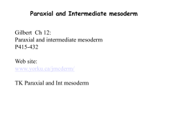 TK Paraxial-and-int-mesoderm 2016