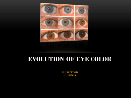 Evolution of Eye color Elise wood 11/20/2014