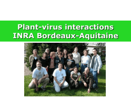 Plant-virus interactions INRA Bordeaux-Aquitaine