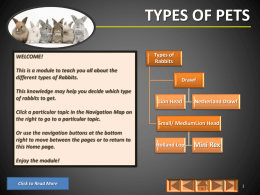 Type of Rabbits.ppsm