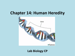 Chapter 14: Human Heredity